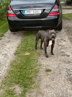 Mercedes S-Class W221 • S320 • r. 2008 • super cena - 8