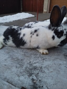 Německé obrovité - 8