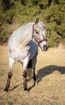 Pony valach do sportu - 8