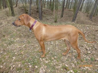 Prodám štěňátko Rhodeského ridgebacka s PP - 8