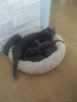 Britská krátkosrstá koťátka - 8
