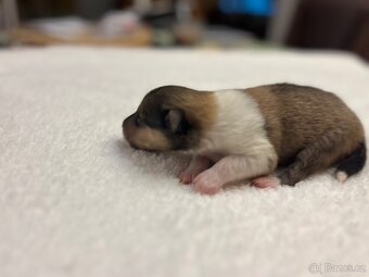 Skotská dlouhosrstá kolie - 8