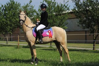 Pony B, valach 13let – drezura, parkur, ZZVJ, výstavy/ - 8