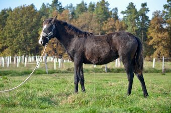Lusitano klisna nar. 5/2024 - 8