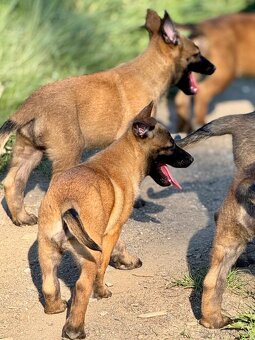 BELGICKÝ OVČÁK MALINOIS - 8