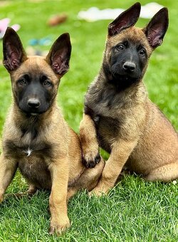 BELGICKÝ OVČÁK MALINOIS - 8