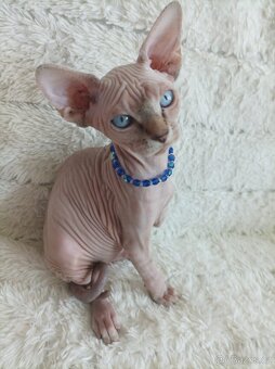 Kanadský Sphynx - 8