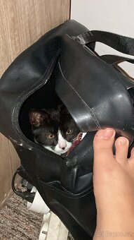 🐾 DARUJEME DVA ÚŽASNÉ KOCOURY DO DOBRÝCH RUKOU 🐾 - 8