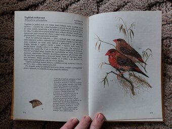 Okrasní ptáci - Chvapil, Knotkovi - 8