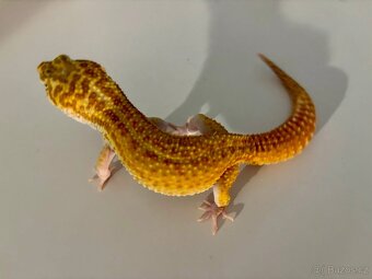 Gekončík noční 1.1  White&Yellow Fire Tangerine Raptor - 8