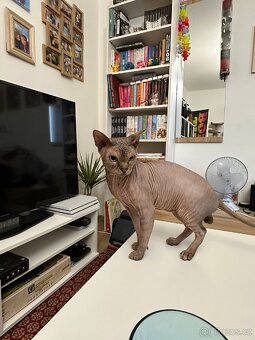 Kocour kanadský sphynx s PP ke krytí - 8