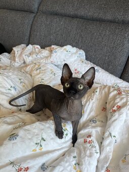 Sphynx s PP - 8