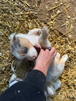 Australský ovčák štěňátka s PP - 8