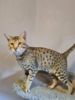 Savannah kocka - 8