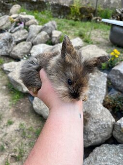 Králíčata beránek + teddy - 8