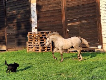 Prodám 2 letou welsh mountain pony - 8