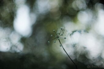 Minolta MC Rokkor-PG 50mm f/1.4 - (Minolta MD) - 8