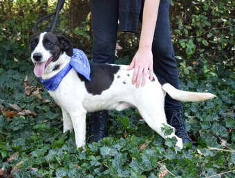 AKTY K ADOPCI - 6,5 ROKU,AKTIVNÍ,HRAVÝ,KAMARÁDSKÝ - 8