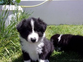 Border kolie / collie štěňata s PP (FCI) - 8
