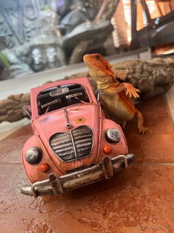 AGAMA VOUSATÁ POGONA VITTICEPS NA PRODEJ - 8