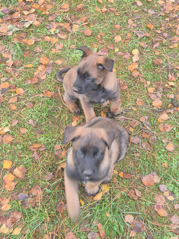 Štěně Belgického (75% podíl) a Německého ovčáka (25% podí - 8