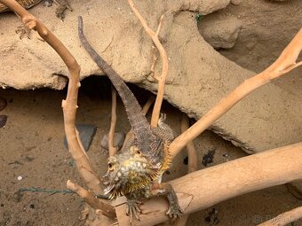 Prodám velké terárium + 2× agama vousatá - 8