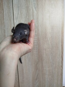 Potkan dumbo - 8