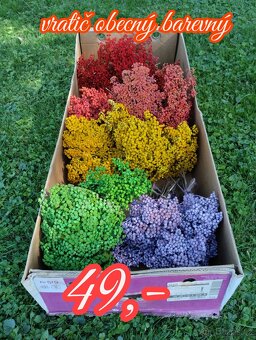 Borovicové šišky - 8