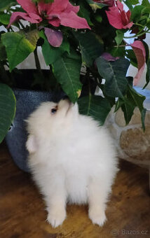 Pes pomeranian x trpasličí špic - 8