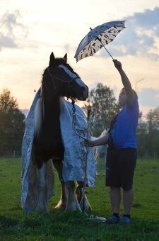 MILIONOVA kobylka irskeho coba (Irsky cob) - 8