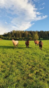 Pastevní ustájení v ráji i pro DUŠNÉ koně PRAHA 35 minut - 8