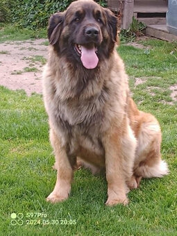 Leonberger - štěňata s PP - 8