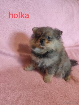 Štěňátka špic pomeranian - 8