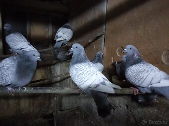 Prodám holubi - 8