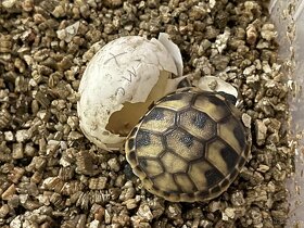 Želva zelenavá - půlroční mláďata - 8