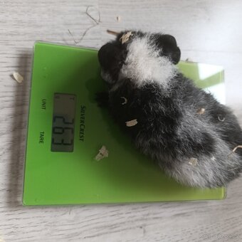 Morče US Teddy / morčata 2x samec 1x samička - 8