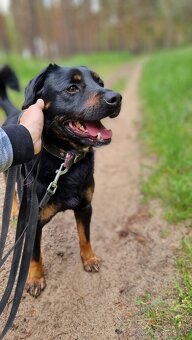BENÍK K ADOPCI - přátelský, akční, umazlený - 8