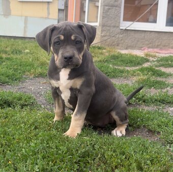 American Bully XL / XXL Blue Tricolor - 8
