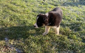 Štěňata border kolie - 8