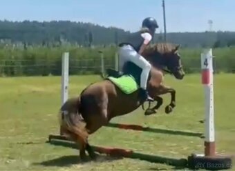 Scháním pronájem koně - 8