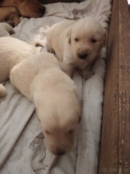 Čistokrevná štěňátka Labradora - 8