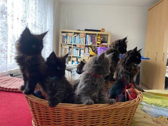 Poslední mainská holčička - blue smoked - JIŽ K ODBĚRU - 8