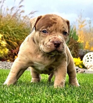 American Bully XL XXL - 8