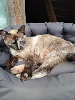 Daruji do dobrých rukou mourovatá koťata - 8