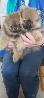 Pomeranian - 8