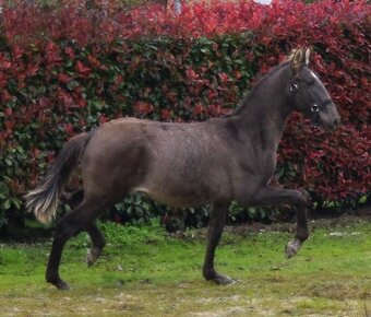 Puro Sangue Lusitano - roční hřebeček po Miura de Cais - 8