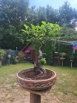 Bonsai,Bonsaj Olše - 8