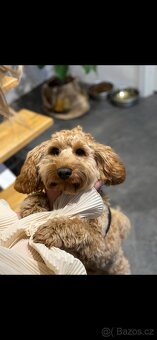 Krytí pudl cockapoo/cockerdoodle - 8