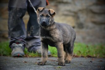 Německý ovčák s PP - 8