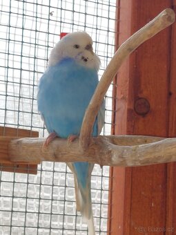 Andulka vlnkovaná - 8